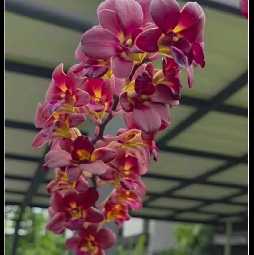 dendrobium FAS / verus Red Faste