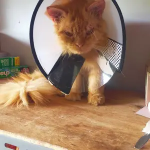 Kerah Penutup Pindung Kucing Anjing Dapat Disesuaikan Penutup Perawatan anti-menjilat cincin Persediaan Hewan Peliharaan