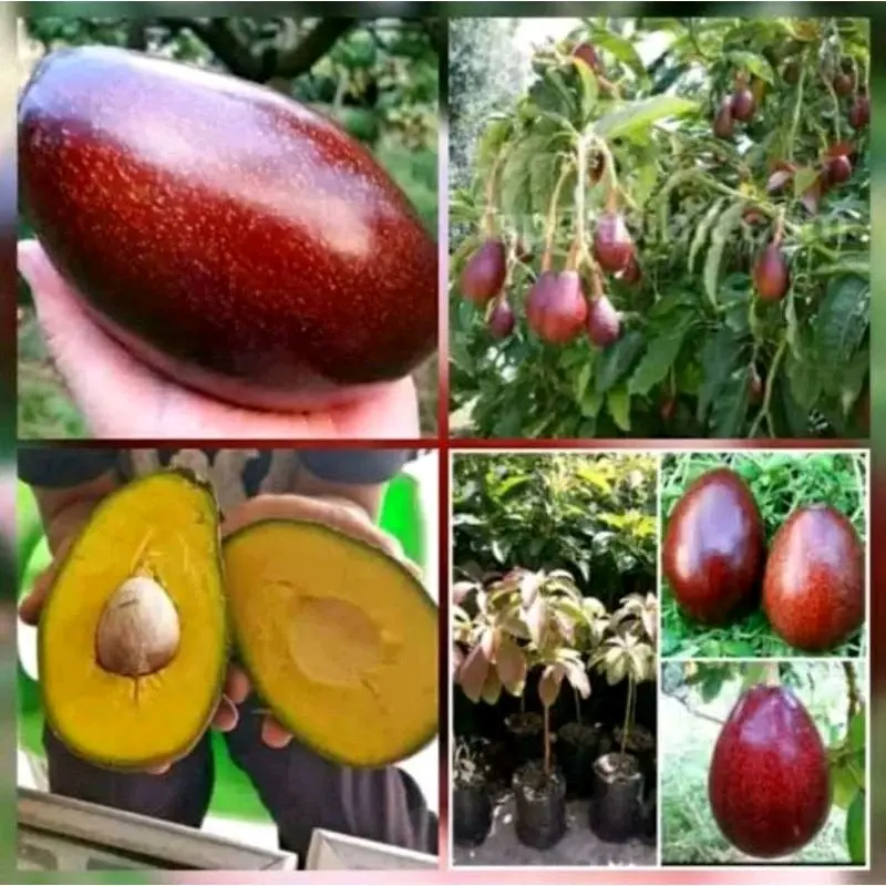 benih bibit alpukat red vietnam original