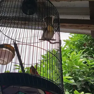 Tangkringan samping burung konin asem bali