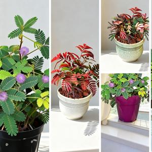 100 Granos,Semillas de Mimosa Pudica No.5 Mezcla,Diversión Interactiva,Fácil de Cultivar,Sin Cuidados Complicados,Interiores,Balcones y Patios,Jardines Urbanos