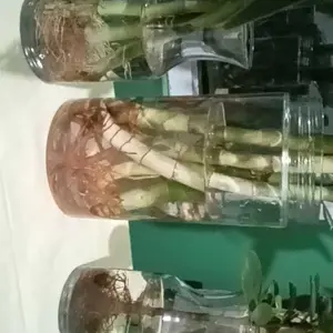 Vas bunga kaca bening tinggi bhelarus 470ml / Vas bunga aesthetic meja tamu / Pot kaca tanaman air / Dekorasi minimalis