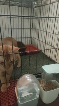 Product Review of Pet Food Bowl Can Hang Stationary Dog for Cat Cage Feeder Bowls Dogs Hanging Bowls Puppy Rabbit Kitten Feeder and Water from H**m 0