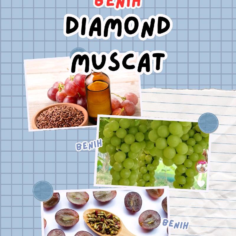 bibit anggur diamond Muscat di jamin manis biji lunak 1