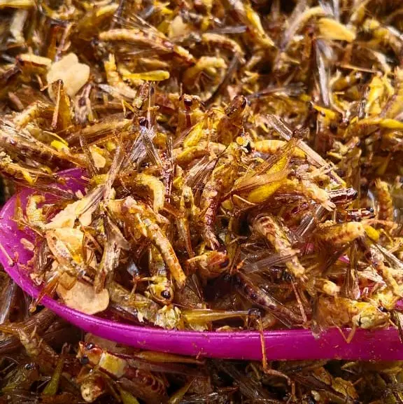 CEMILAN EXTRIM /WALANG/BELALANG GORENG TOPLES PANJANG 210 GRAM Rendah lemak 7
