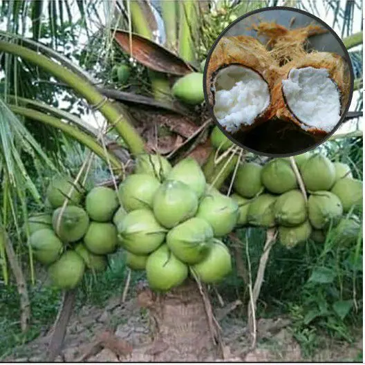Bibit Kelapa Kopyor Hibrida Unggul cepat berbuah 0