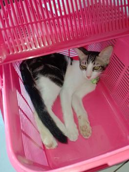 Product Review of Rio B K077  - Kandang Hewan -Pet Carrier Cargo    keranjang jualan keliling from m**a E**a 1