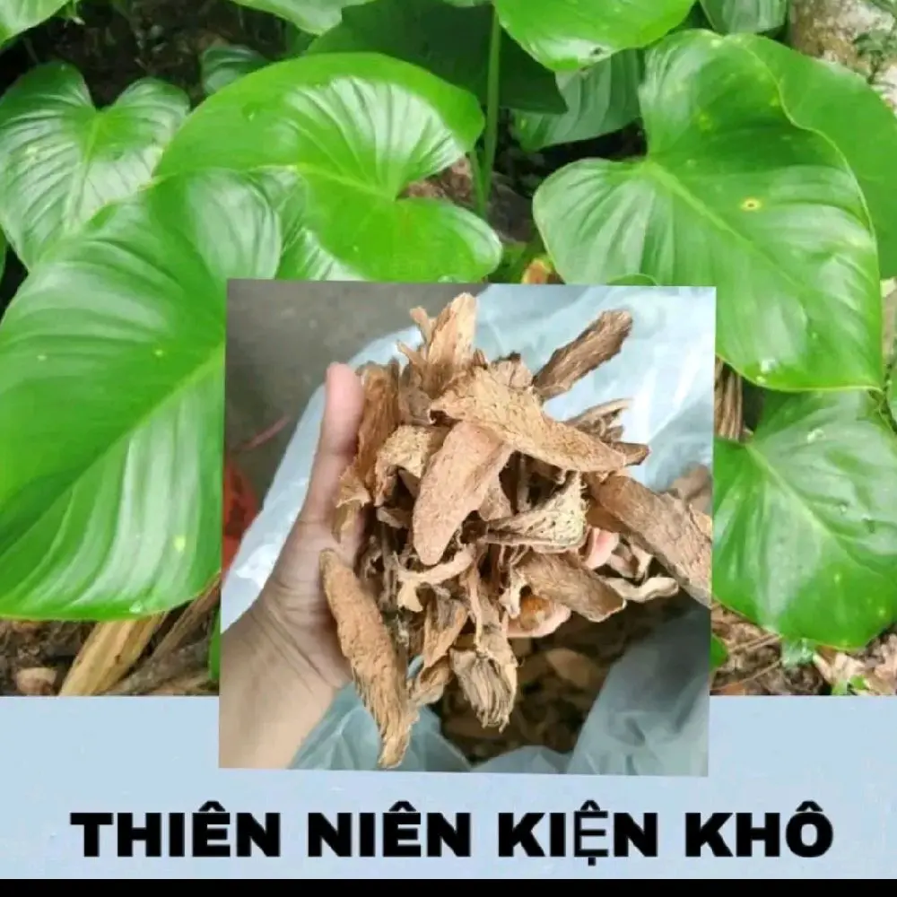Thiên niên kiện khô hỗ trợ vôi gai thoái hóa thần kinh tọa