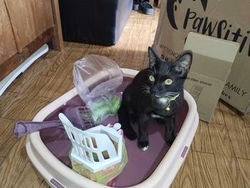 Product Review of Sekop Litter Box Kucing Serokan Pasir Poop Pet Cat Scoop Bonus Dispenser Kantong Plastik/ Kantong Kantong Kotoran/Sekop Litter Box Kucing Serokan Pasir Poop Pet Cat Scoop Bonus Dispenser Kantong Plastik from U**n 1