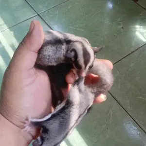 Tas Sugar Glider Lucu Travel Pouch Model Kubus Untuk Tupai Terbang Hamster Paw Mini