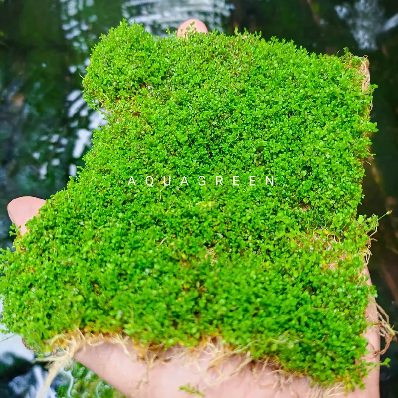 rumput sintetis cuba carpet hiasan aquarium dekorasi aquascape 4