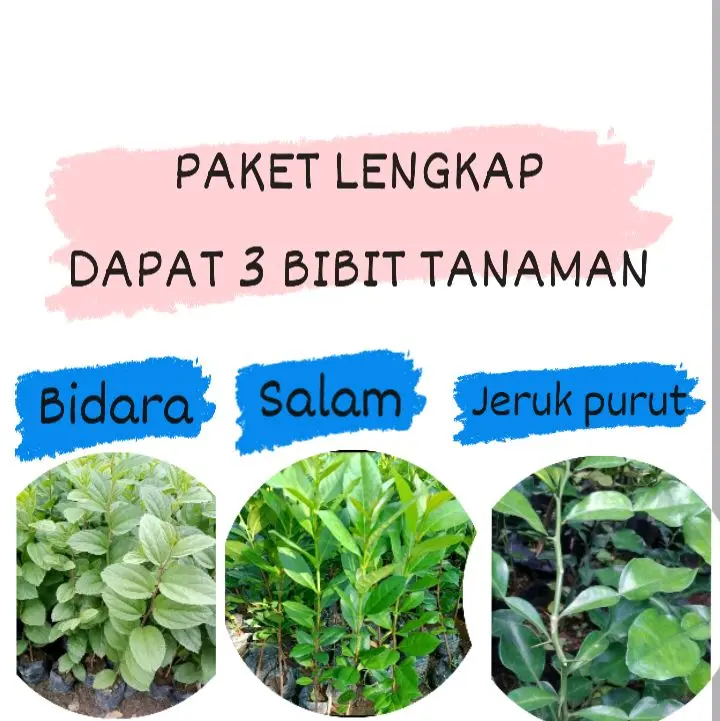 ANEKA TANAMAN BUMBU DAPUR