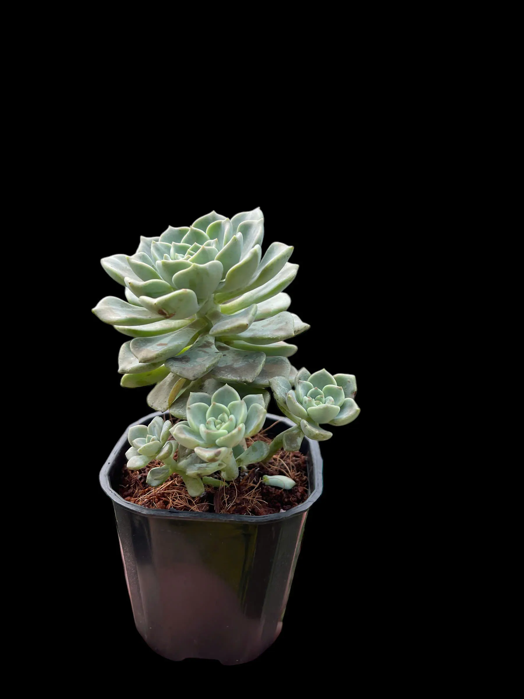 Sen đá chùm gia đình nhỏ an yên , may mắn đong đầy , sen đá phong thuỷ, sen đá decor