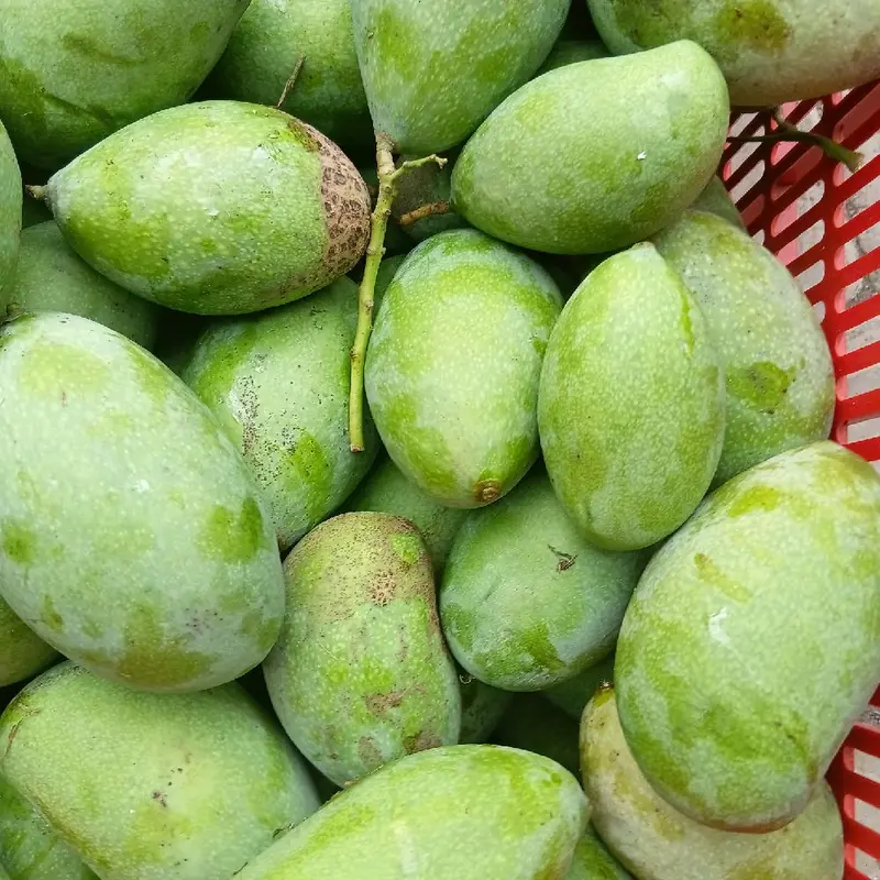 Buah mangga muda fres untuk rujak 1 kg Food 3