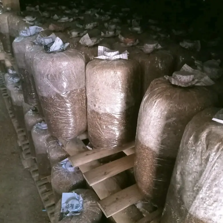 Bibit Jamur Tiram F2 Media Jagung Utuh Anti Kontam Putih - Cocok untuk Budidaya 3