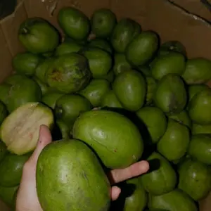 KEDONDONG BANGKOK FRESH KRIUK