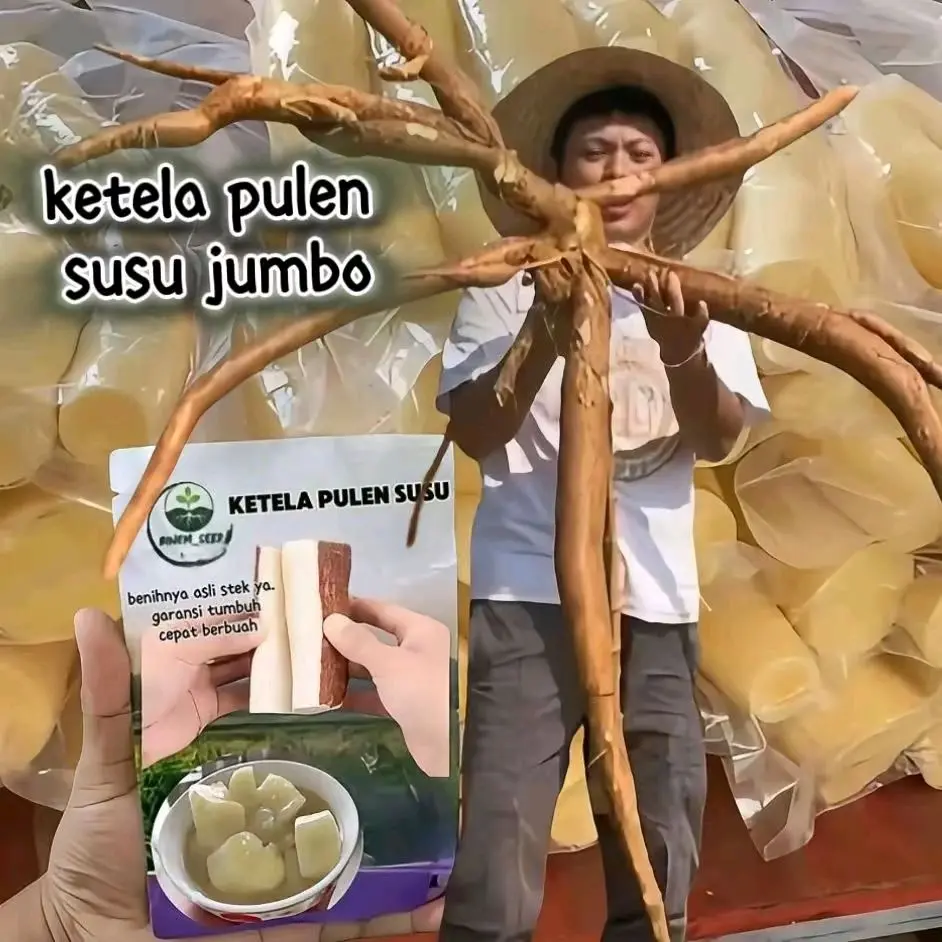 Benih KETELA SUSU GIANT MADU asli jumbo