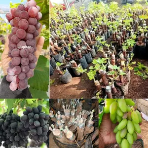 PAKET 5JENIS BIBIT ANGGUR IMPORT DIJAMIN VALID COD