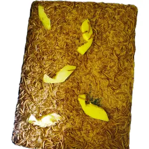 Ulat Hongkong Hidup Super