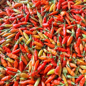 ( KHUSUS PULAU JAWA ) RM Cabe Rawit Merah Pedas