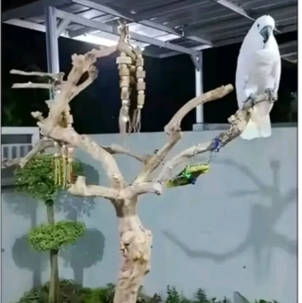 promo)tangkringan burung macau kaka tua dari kayu kopi(T-130cm +tatakan