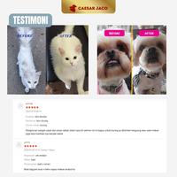 Gambar Minyak Ikan Salmon Murni untuk Hewan Humangrade - 100ml dari Caesar JacO Kota Administrasi Jakarta Barat 5 Tokopedia