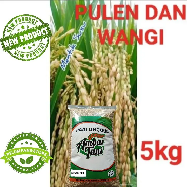 BENIH PADI UNGGUL MENTIK SUSU PREMIUM PULEN DAN WANGI KEMASAN 5KG