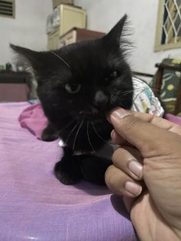 Product Review of POMAPOO - Kemeja Kucing dan Kemeja Anjing Cute Cat Shirt from I**e 3