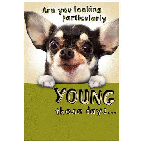 Gambar GREETING CARD- HALLMARK- KARTU UCAPAN- LEAP YEAR- BIRTHDAY CARD- DOG dari Hallmark Cards Indonesia Kota Administrasi Jakarta Utara Tokopedia