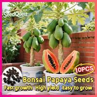 Gambar 100% Asli 10 Biji Pepaya Bonsai Dijual - Biji Pepaya Kerdil Untuk Menanam Pohon Pepaya Manis Yang Dapat Dimakan Pepaya Red Lady Biji Tanaman Pohon Pepaya Untuk Taman Balkon Pepaya Pot Dalam Ruangan Mudah Tumbuh - 1PACK dari Benih Pilihan Alam Kota Administrasi Jakarta Pusat 2 Tokopedia