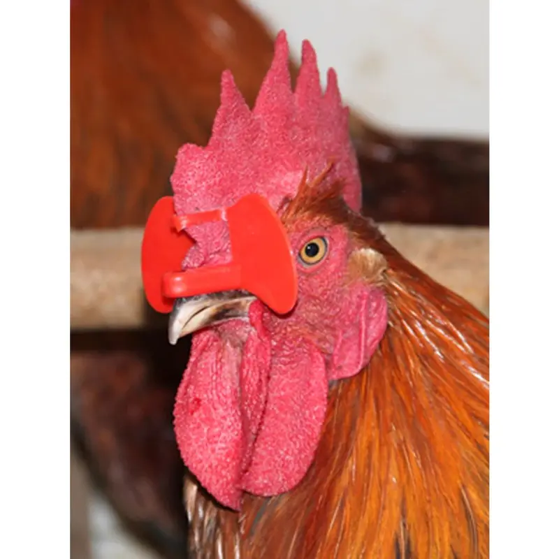50pcs Kacamata Ayam Anti-pecking Goggles Chicken Glasses Farm Equipment Chicken Glasses Kaca Mata Ayam Kacamata Ayam 4