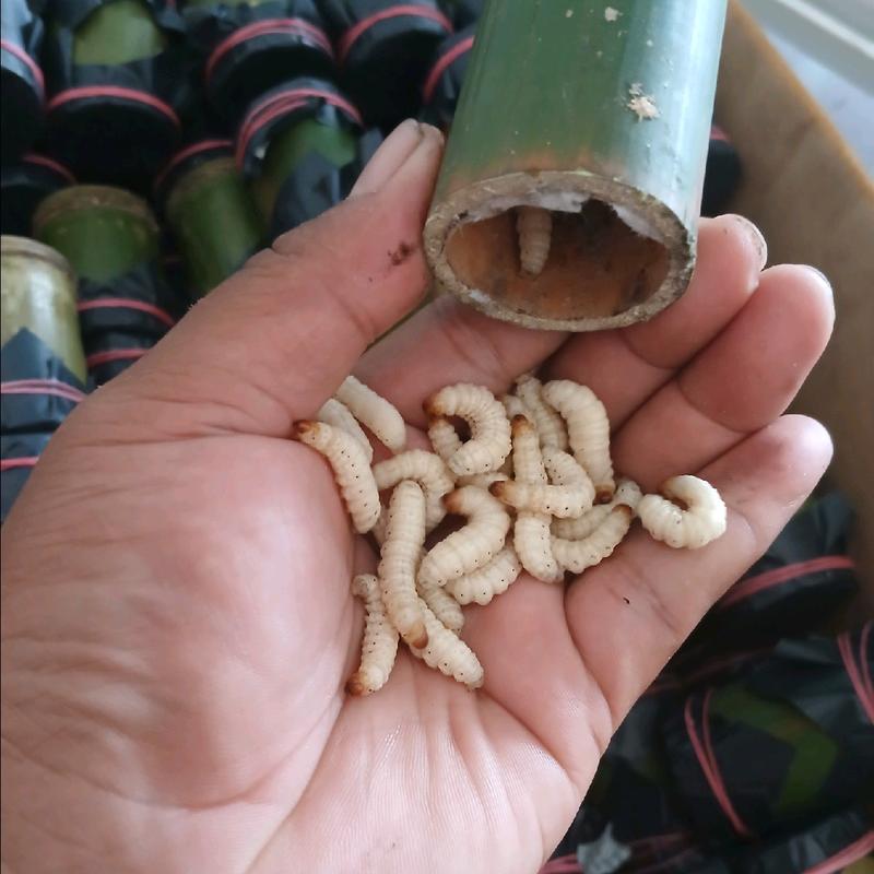 umpan mancing ulat bambu 1 tabung isi 25 2