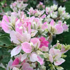 FAIR L  ADY BOUGENVILLE IMPORT 100% ORIGINAL TERMURAH