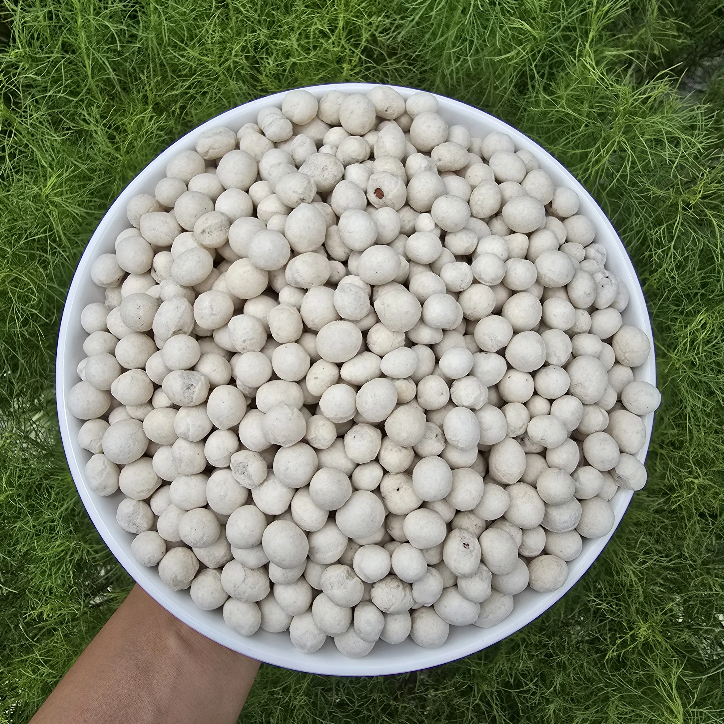 kacang sukro 250g