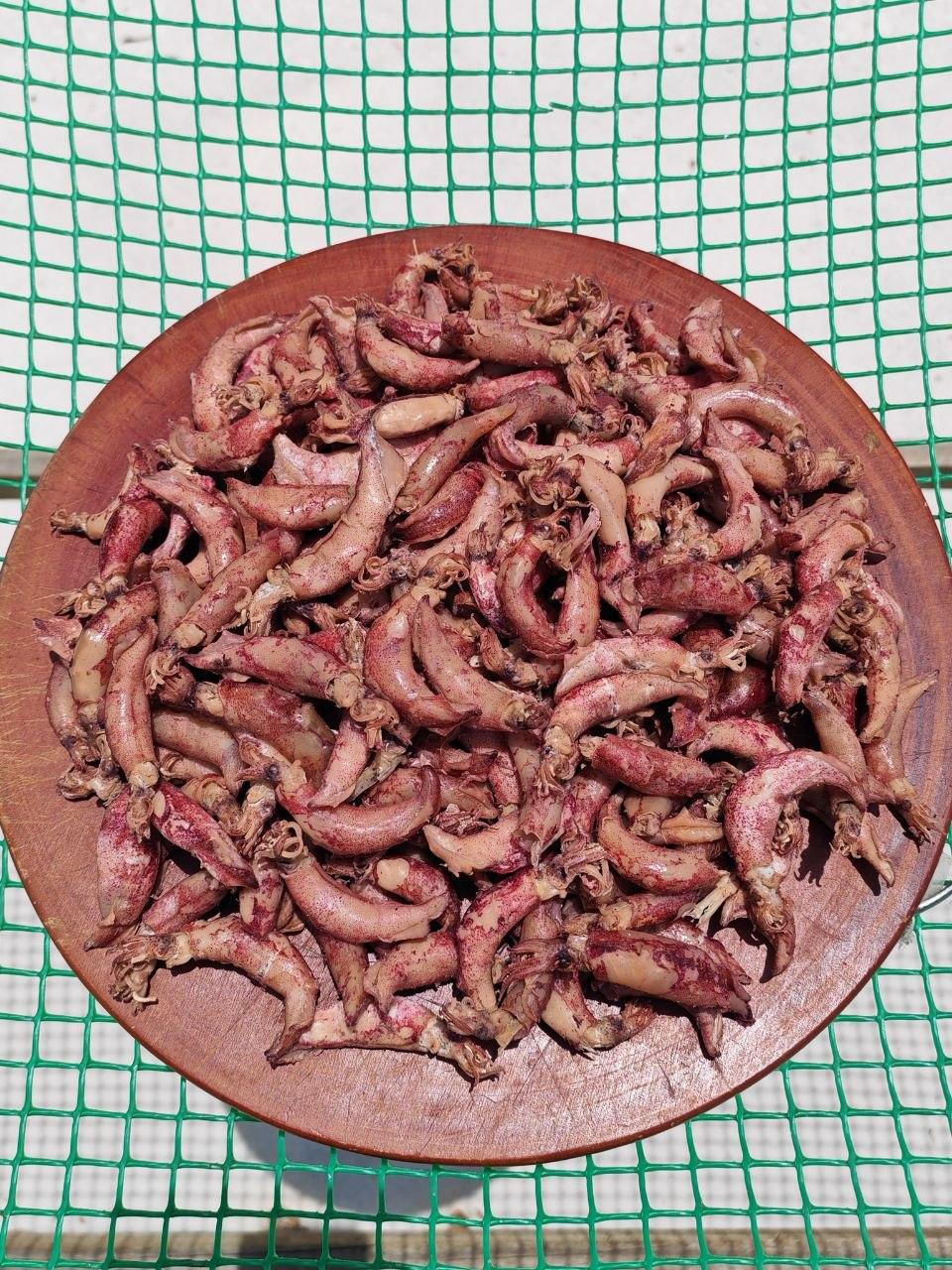 Sotong Jarum Masin | Cumi Panjang | Cumi Cabai | M (2-4CM) & L (4-6CM) | Dried Salted Squid — Product image