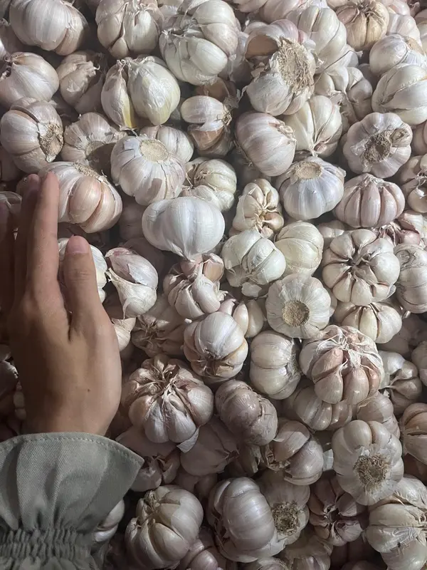 Bawang Putih 500gr 1/2kg Baput BP Bersih Banci Honan Fresh Garlic - Loka Pangan 1