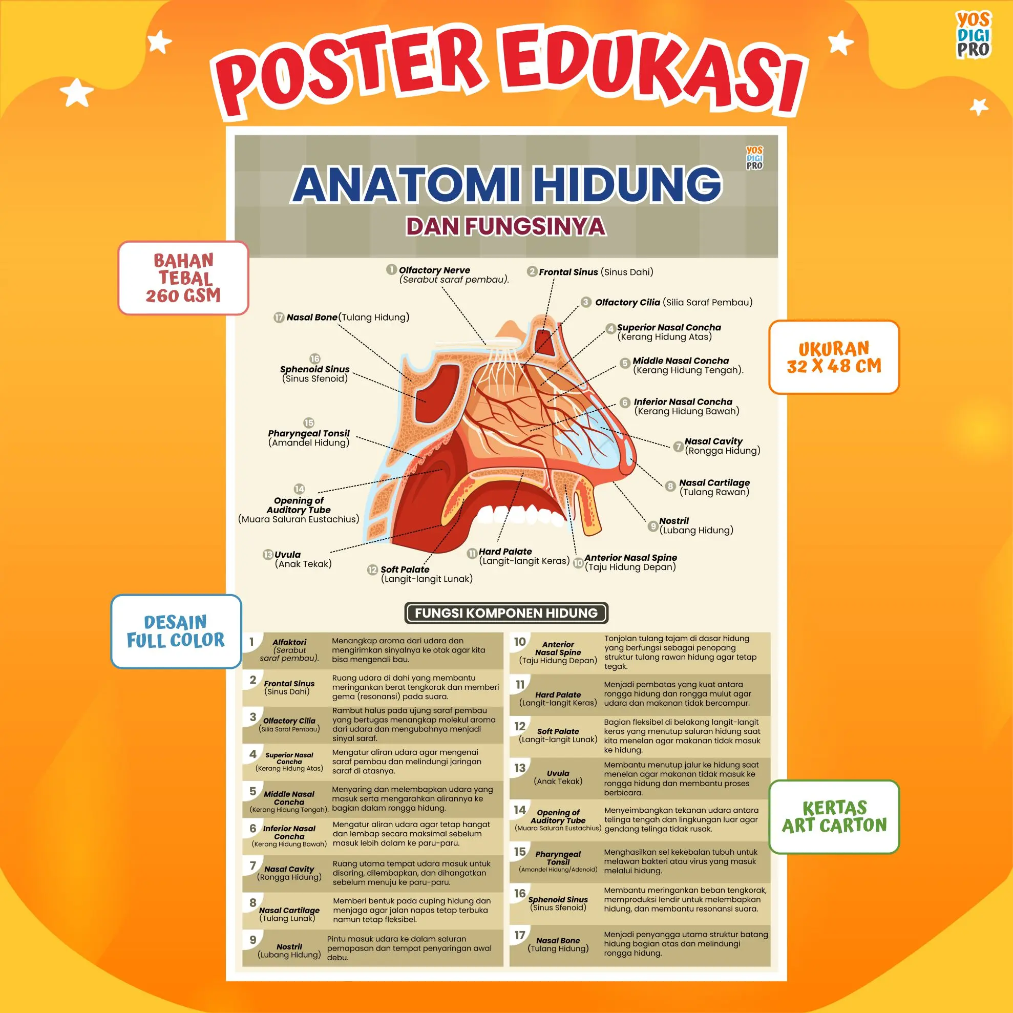 Poster Anatomi Hidung dan Fungsi Organ-organ Pada Hidung Untuk Belajar Menganenal Anatomi Hidung