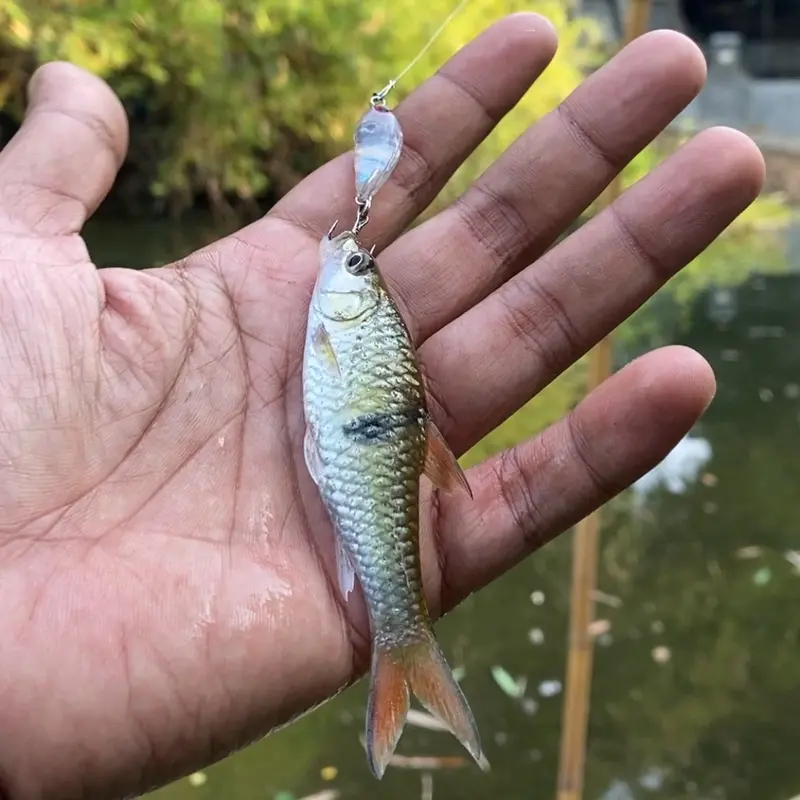 Lure upil kebo , sangat cocok untuk mancing hampala hampili 0