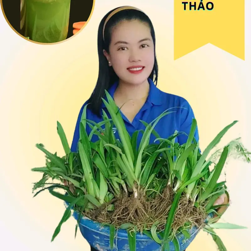 1 bầu cây LINH CHI THẢO già đang đẻ nhánh 0