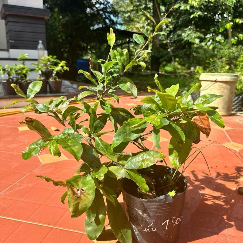 1 Cây mai cúc 150 cánh hoa chùm - gốc ghép bonsai