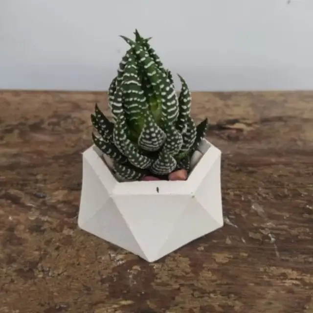 Paket lengkap kaktus sukulen POT HEXASHAPE artificial 3