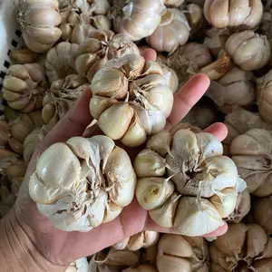 Bawang Putih Super (Sinco)