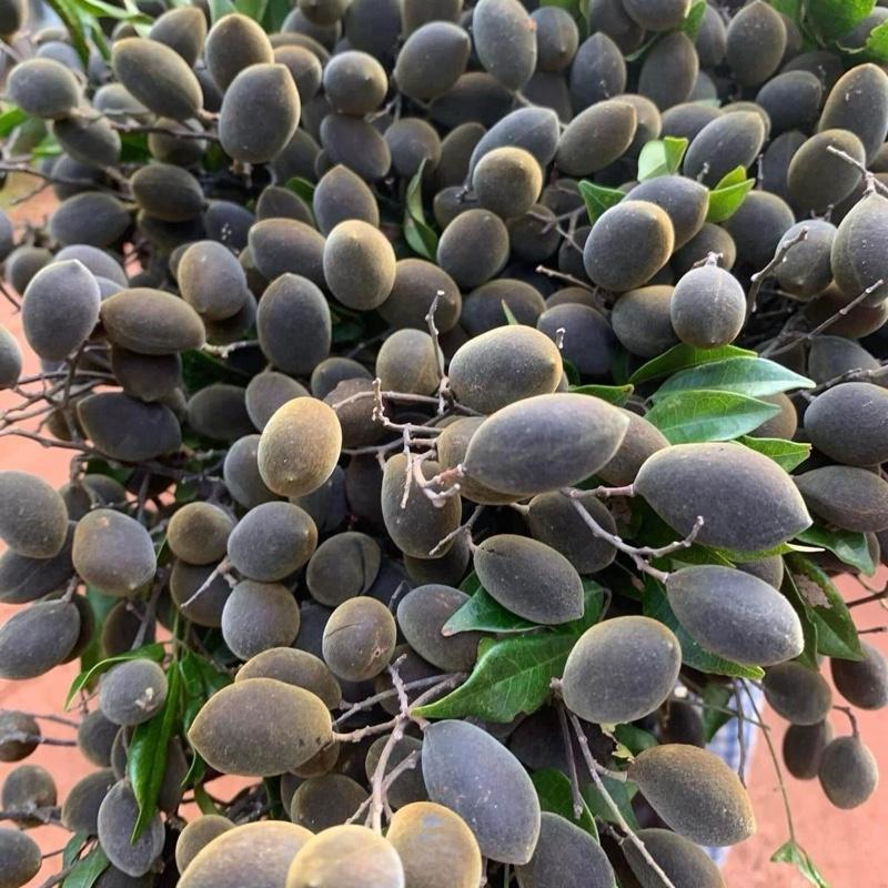 [TaLifood] Trái Say Rừng Mới Chua Ngọt Bột Nhìu Mềm Mịn kem muối chấm ngon