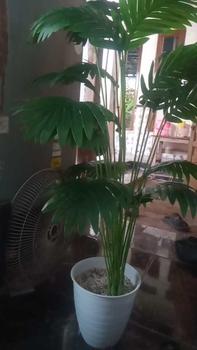 Product Review of 1set palem 120CM TKG artificial dengan pot pirus from m**a h**i 0