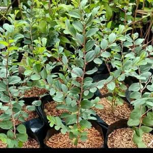 BIBIT BIDARA ARAB TERMURAH. TERLARIS NO.01