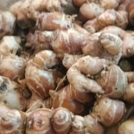 Kencur segar 1kg cikur fresh murah Quality Bersih Cucian Bahan  Masakan Rempah Penyedap Lada termurah Pedas