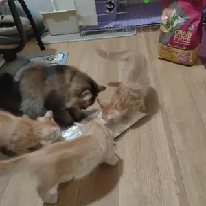 Freeze Dried Chicken Cube Dog Snack Cat Snack Cemilan Kucing Dan Anjing