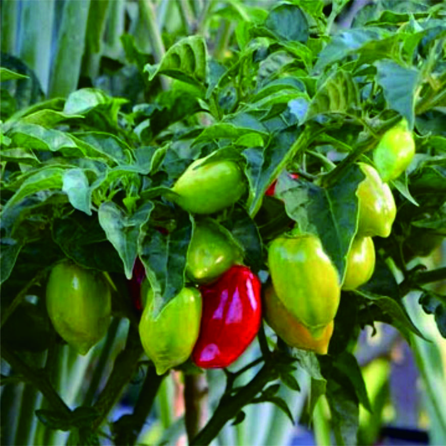 BENIH CABE GENDOT DIENG HABANERO ISI 20 BIJI