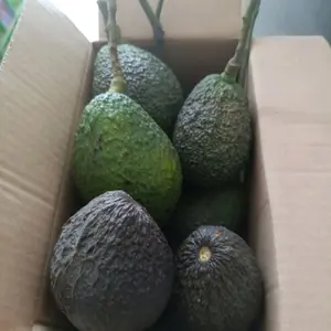 ALPUKAT HASS LOKAL SEKILO ISI  7-8 BUAH