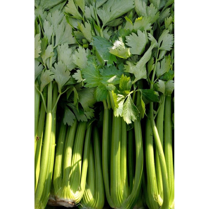 250 Bibit Seledri Batang Besar Tall Utah Benih Tanaman Sayuran Celery Stick Premium Super Unggul 5